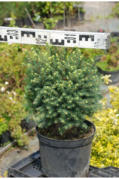 Ель сербская Карел - 5л/вис.20-22см/Ø30-32см